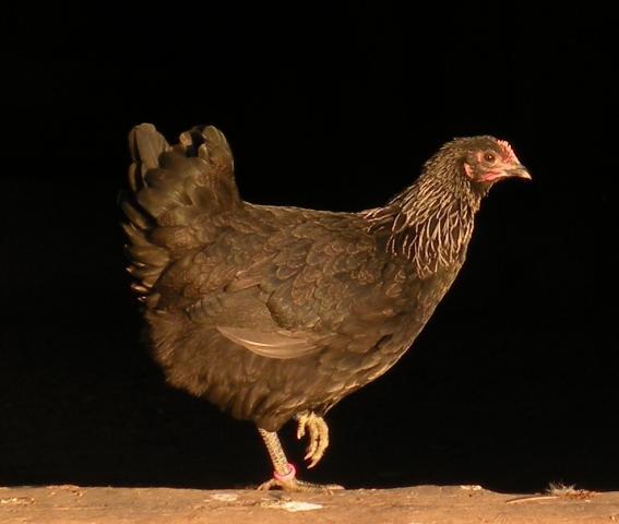 53430_iab10-11-pullet.jpg