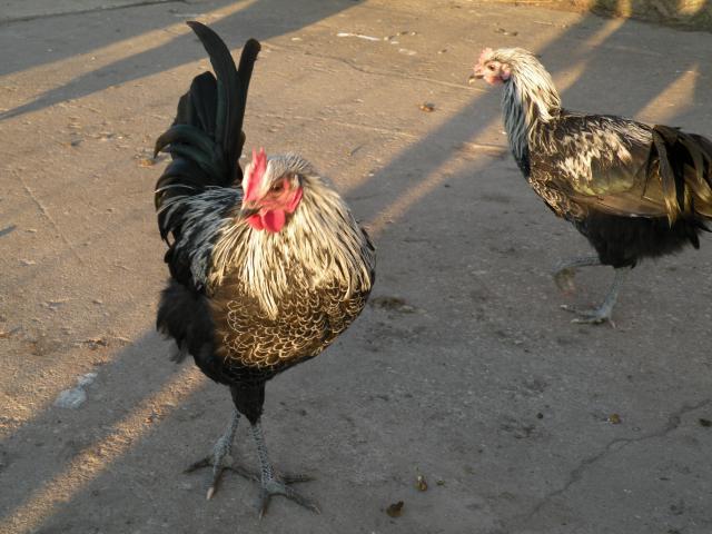 53430_iab10-11-roo.jpg
