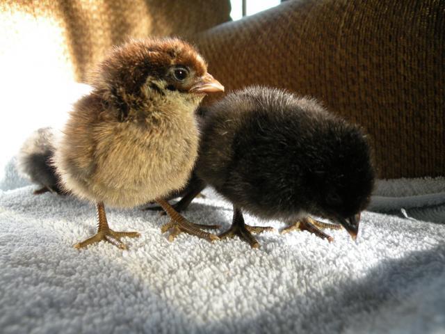 53430_iablue_chicks_5-18.jpg
