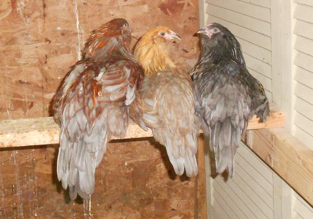 53430_spring_chix.jpg