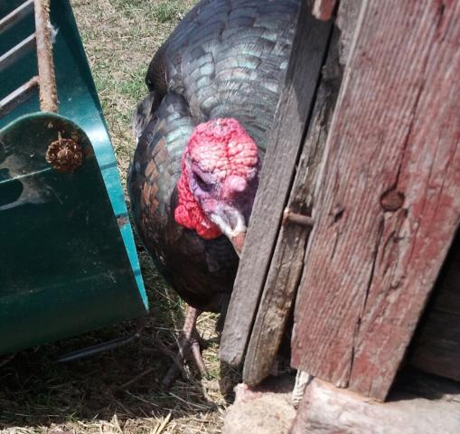 53430_turkey_stink_eye.jpg