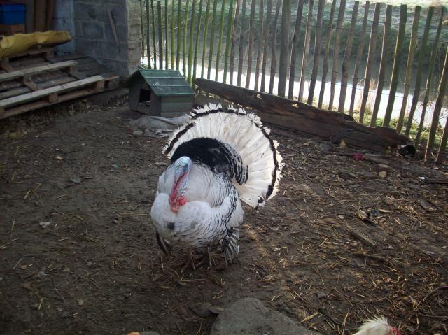 53434_100_7254.jpg