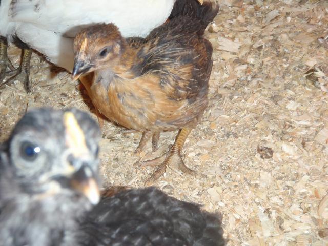 53436_cuba_and_baby_chicks_548.jpg
