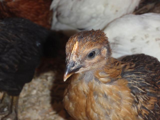 53436_cuba_and_baby_chicks_549.jpg