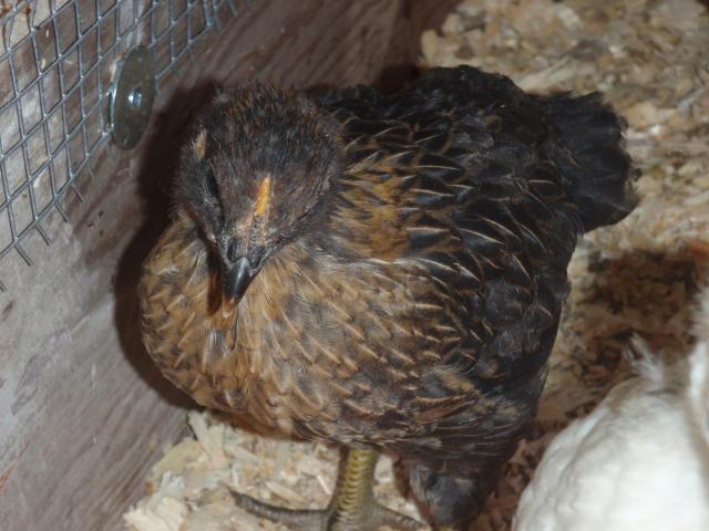 53436_cuba_and_baby_chicks_552.jpg