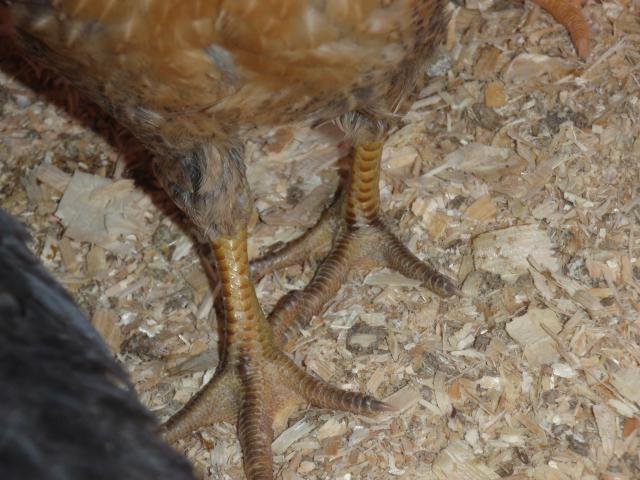 53436_cuba_and_baby_chicks_999.jpg