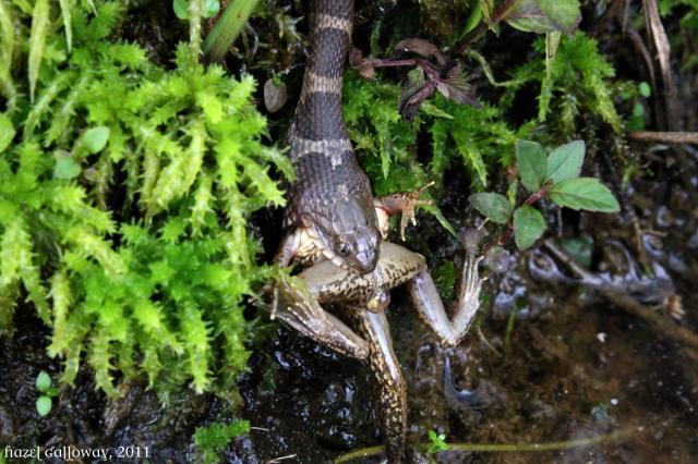53498_water_snake_frog_n5.jpg