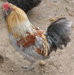 53562_ameraucana_bantum_rooster.jpg