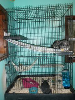 53562_chinchillas.jpg