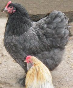 53562_st_blue_cochin_hen.jpg