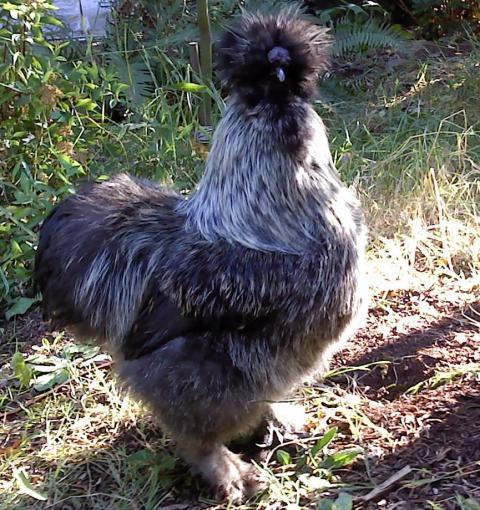 Gray Silkie Rooster - Nice Quality and Nice Guy -- SOLD | BackYard ...