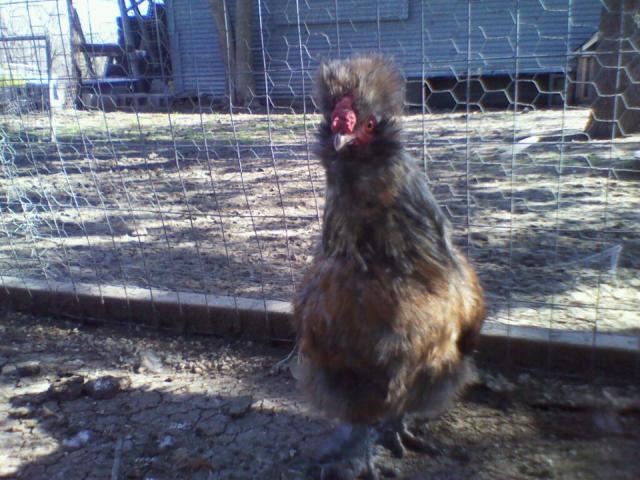 53596_silkie.jpg