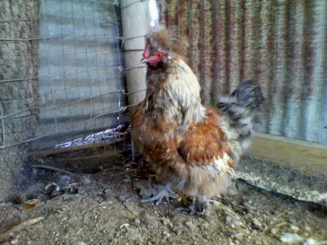 53596_silkie_2.jpg