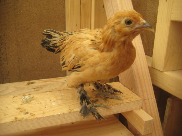 53597_bantam_1.jpg