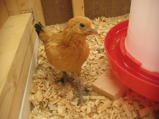 53597_bantam_2.jpg