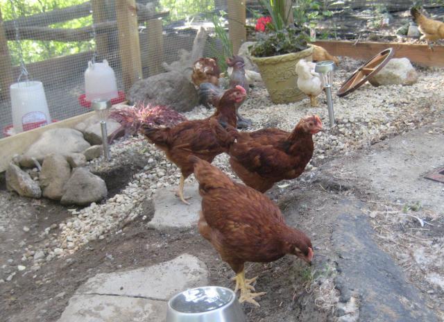 53597_roosters3may.jpg