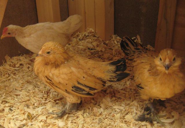 53597_two_bantams.jpg