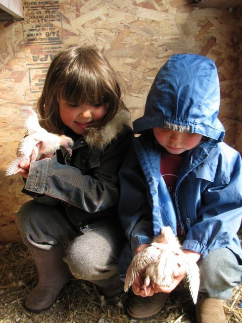 53671_pigeon_babies_doing_great.jpg