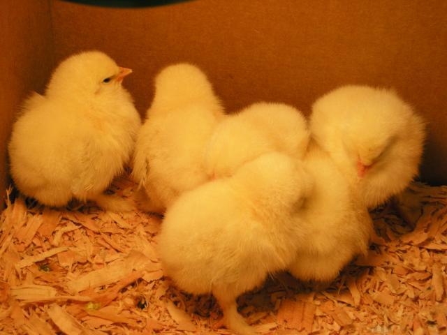 53674_chickens_002.jpg