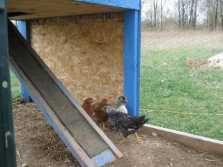 53683_chickens_001.jpg