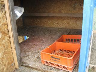 53683_chickens_006.jpg