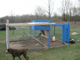 53683_chickens_008.jpg