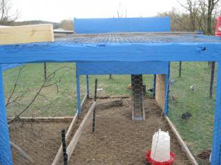 53683_chickens_010.jpg