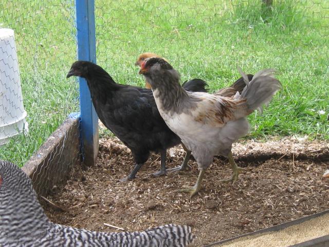 53683_chickens_038.jpg