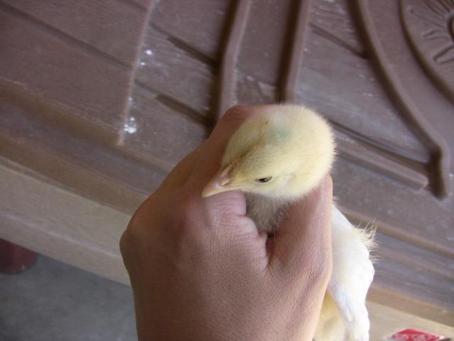 53685_img_4071.jpg
