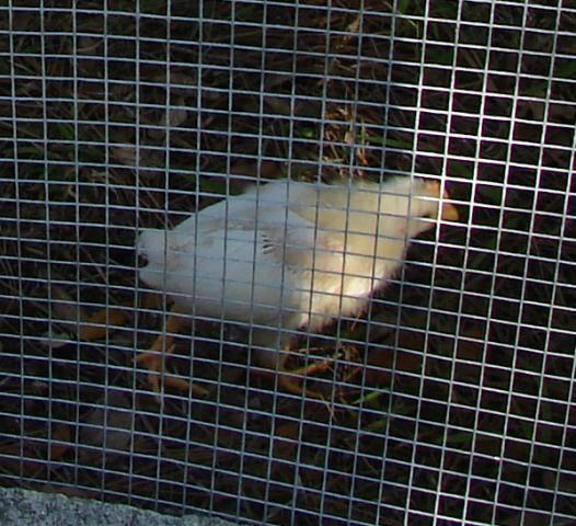 53714_chicks1.jpg