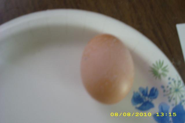 53743_chicken_egg_079.jpg