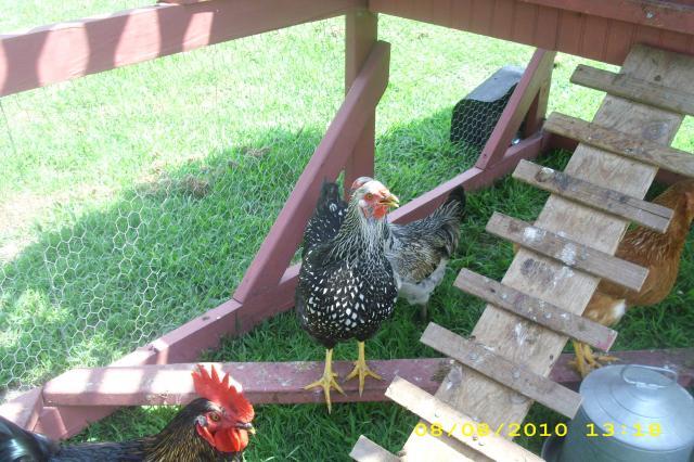 53743_chicken_egg_082.jpg