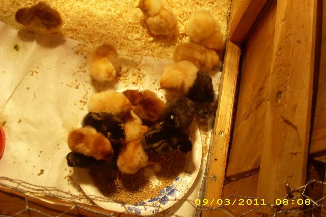 53743_chickens_xx_004.jpg