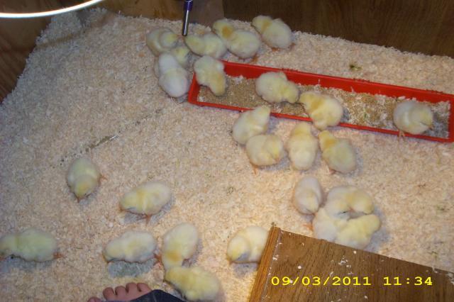 53743_chickens_xx_026.jpg