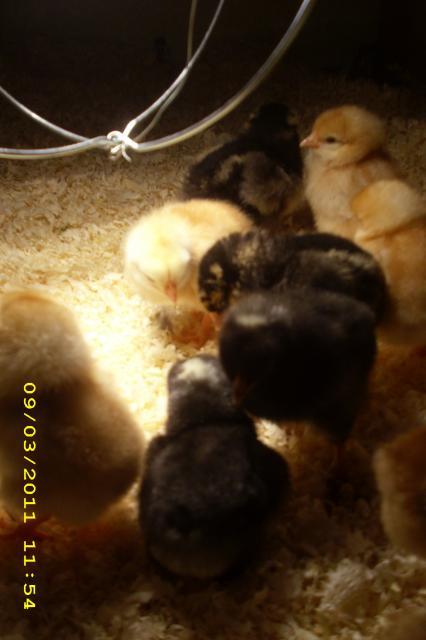 53743_chickens_xx_027.jpg