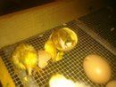 53764_double_yolked_egg_hatched.jpg