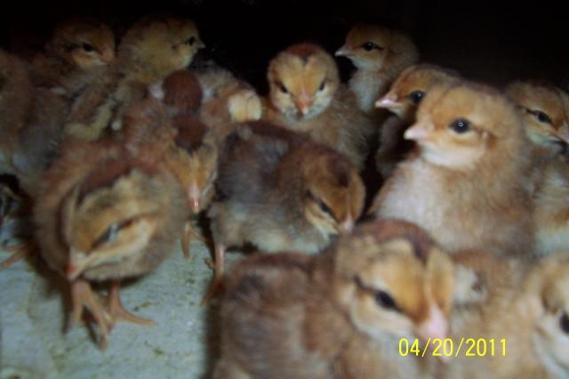 53764_red_dorking_chicks_002.jpg