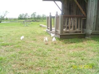 53790_goslings_020.jpg