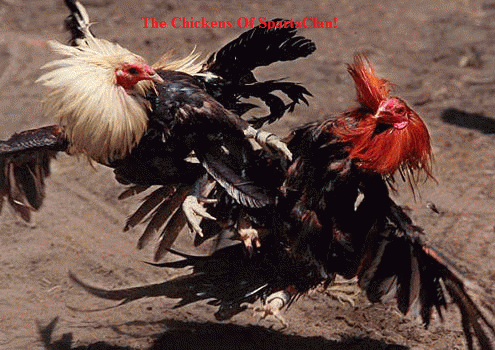 53837_edited_fighting_chickens.png