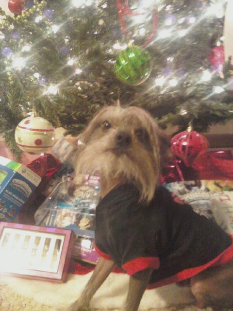 53862_hippy_under_the_tree.jpg