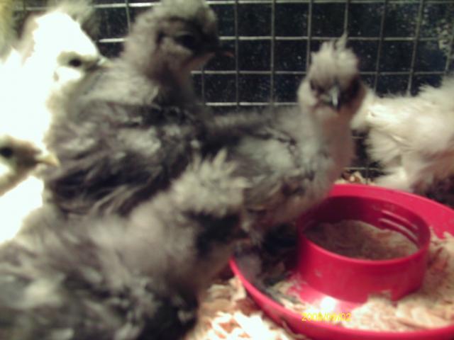 53887_imag0739.jpg