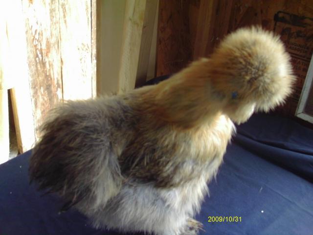 53887_imag0864.jpg