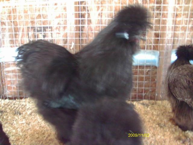 53887_imag0927.jpg