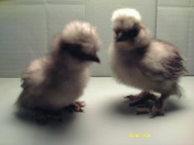 53887_imag1017.jpg