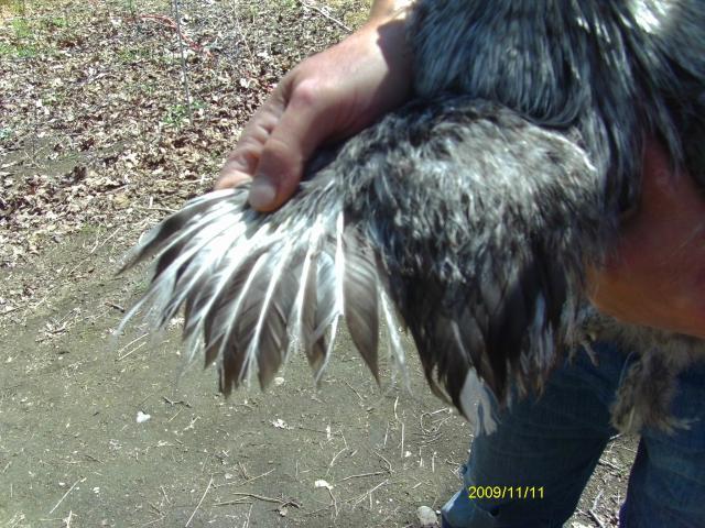 53887_imag1056.jpg