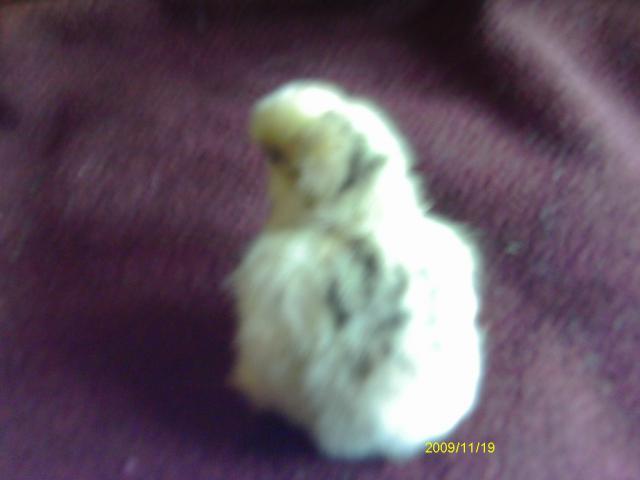 53887_imag1150.jpg