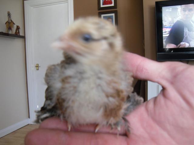 53892_sam_1083.jpg