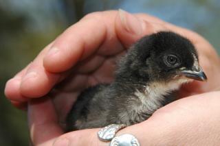 53903_chicks6.jpg