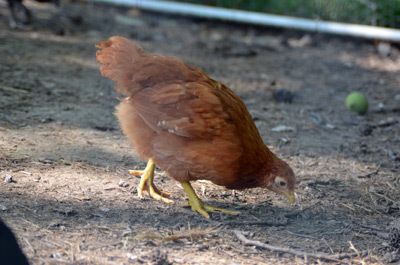 53903_redpullet.jpg