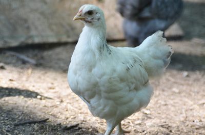 53903_whitepullet.jpg